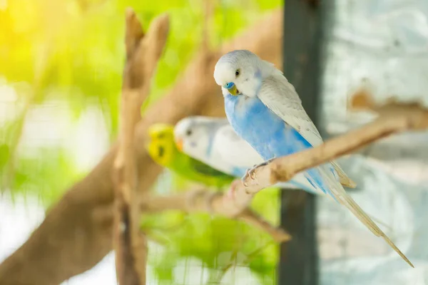Mavi Beyaz Muhabbet Kuşu Papağan Ağaç Dalı Kafeste Oturur Kapat — Stok fotoğraf