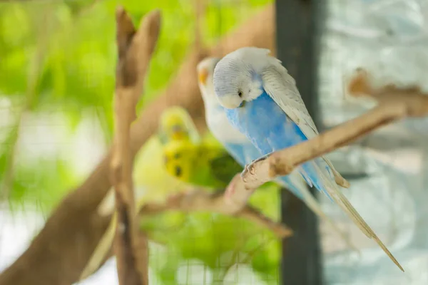 blue and white budgerigar parrot close up sits on tree branch in cage.