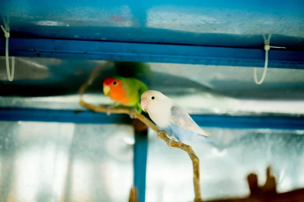 Белые Зеленые Попугаи Сидят Ветке Деревьев Клетке Милый Зелёный Попугай — стоковое фото