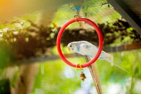 Mavi Beyaz Muhabbet Kuşu Papağan Ağaç Dalı Kafeste Oturur Kapat — Stok fotoğraf