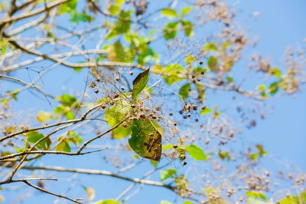 Selektiv Fokus Till Teak Frön Och Blomma Teak Träd Med — Stockfoto