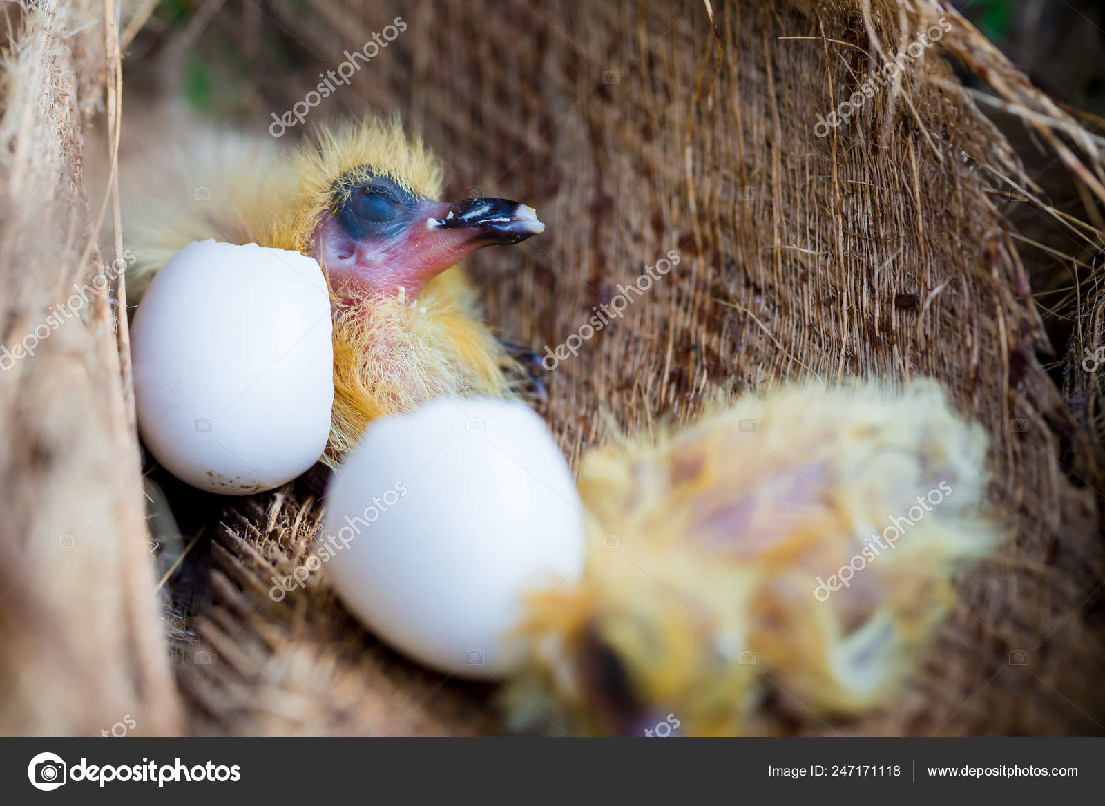 Little Pigeon Nest Baby Birds Just Hatching Egg Startup Concept Stock Photo Image By C Phranai06 Gmail Com Little Pigeon Nest Baby Birds Just Hatching Egg Startup Concept Stock Photo Image By C Phranai06 Gmail Com