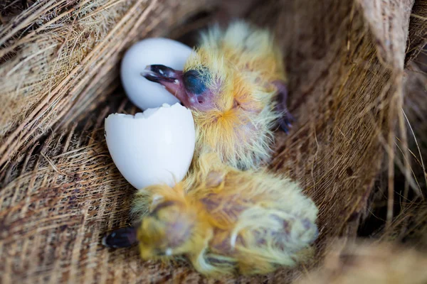 little pigeon in the nest , baby birds just hatching from egg, startup concept