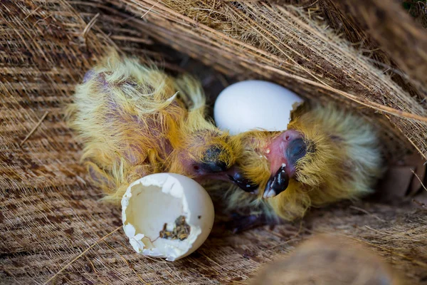 Little Pigeon Nest Baby Birds Just Hatching Egg Startup Concept — Stock Photo, Image