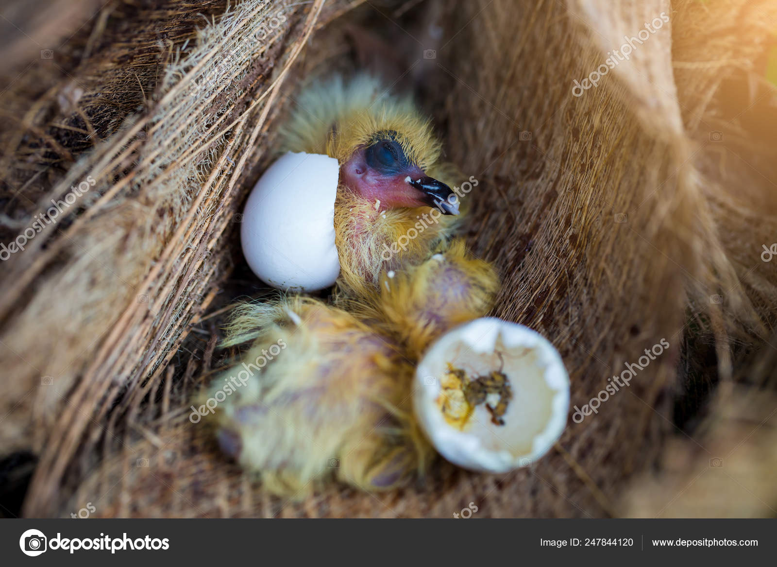 Little Pigeon In The Nest Baby Birds Just Hatching From Egg Stock Photo Image By C Phranai06 Gmail Com Little Pigeon In The Nest Baby Birds Just Hatching From Egg Stock Photo Image By C Phranai06 Gmail Com