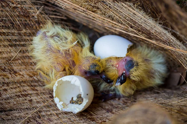 Little pigeon in the nest , baby birds just hatching from egg — Stock Photo, Image