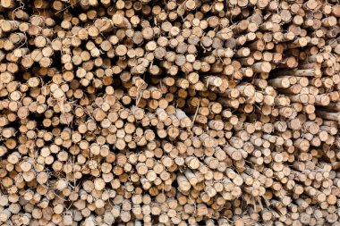 Okaliptüs günlükleri inşaat sektöründe kullanılan