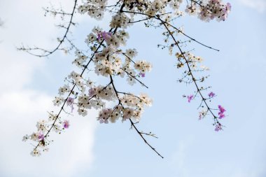 Güzel bir Bungor çiçekler Buket Blu izole çiçeklenme olduğunu