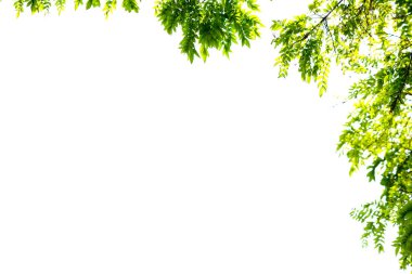 yeşil yaprakları ve dalları abstra için beyaz arka planda izole