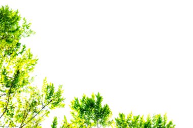 yeşil yaprakları ve dalları abstra için beyaz arka planda izole