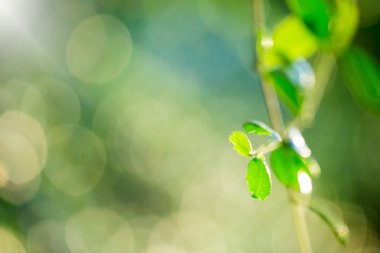 bulanık yeşillik yeşil yaprak doğa görünümüne seçici odak