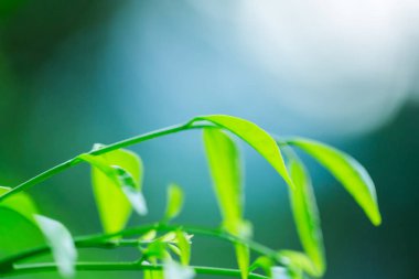 bulanık yeşillik yeşil yaprak doğa görünümüne seçici odak