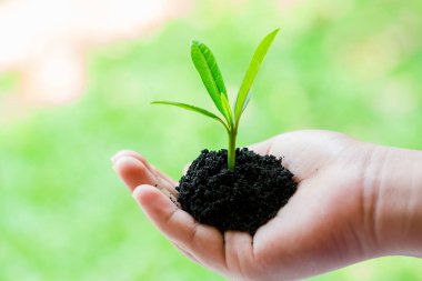 bolluk toprak ve bulanık yeşil bac ile çocuğun elinde fide