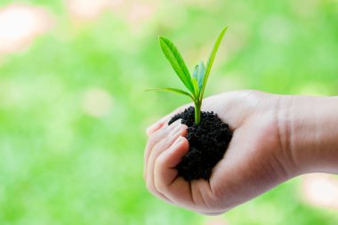 bolluk toprak ve bulanık yeşil bac ile çocuğun elinde fide