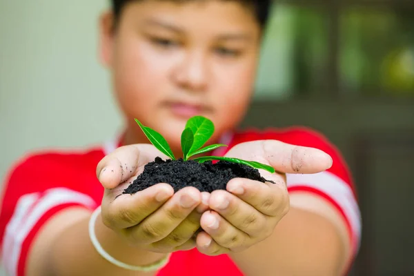 seedling in Asian boy hands with blurry smile face, growth conce