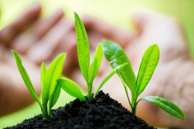 bolluk toprak ve bulanık yeşil backgrou ile ellerde fide