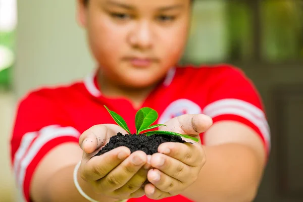 seedling in Asian boy hands with blurry smile face, growth conce