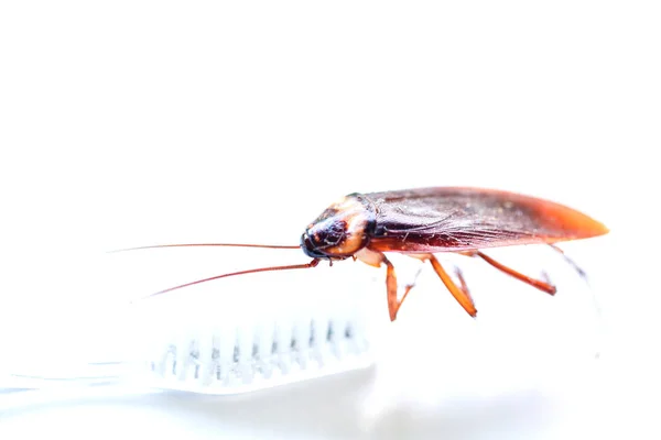 Close up Cockroach on toothbrush isolated on white background (I — Stock Photo, Image