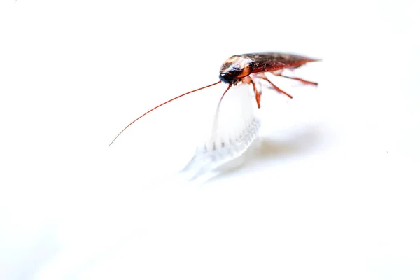 Κοντινό επάνω κατσαρίδα σε οδοντόβουρτσα απομονωμένη σε λευκό φόντο (I — Φωτογραφία Αρχείου