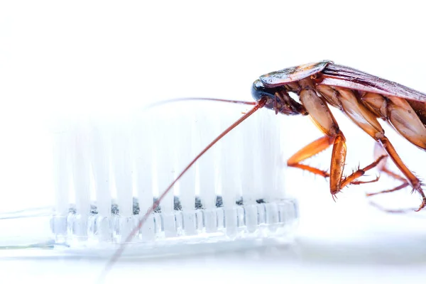 Cucaracha en cepillo de dientes aislado sobre fondo blanco (I — Foto de Stock