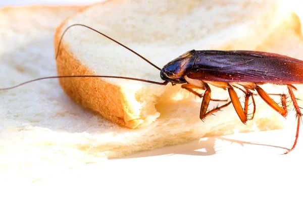 Κοντινό κομμάτι κατσαρίδας σε μια φέτα ψωμί, η κατσαρίδα τρώει όποιον — Φωτογραφία Αρχείου