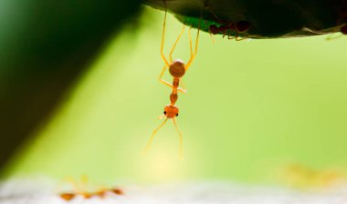 Seçici odak ile doğada kırmızı karınca makro çekim.
