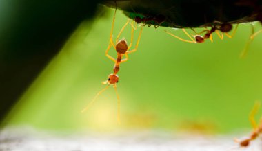 Seçici odak ile doğada kırmızı karınca makro çekim.