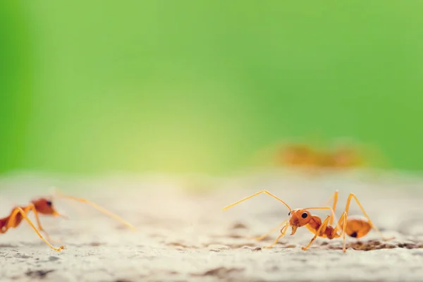 Macro tiro de formiga vermelha na natureza com foco seletivo . — Fotografia de Stock