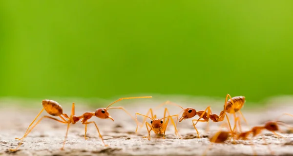 Macro tiro de formiga vermelha na natureza com foco seletivo . — Fotografia de Stock