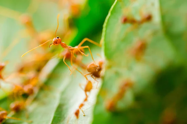 Макроснимок красного муравья в природе с избирательным фокусом . — стоковое фото