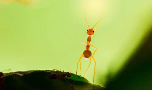 Macro tiro de hormiga roja en la naturaleza con enfoque selectivo . — Foto de Stock