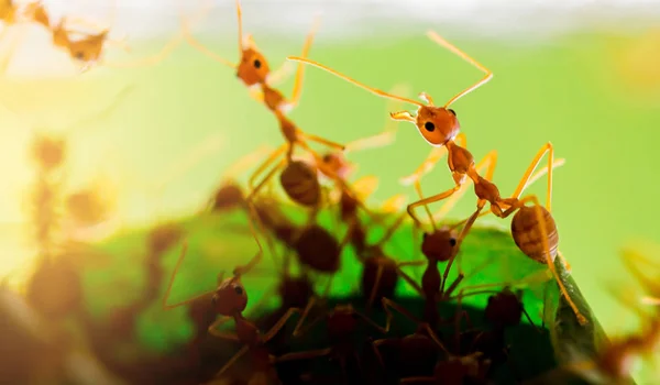 Макроснимок красного муравья в природе с избирательным фокусом . — стоковое фото