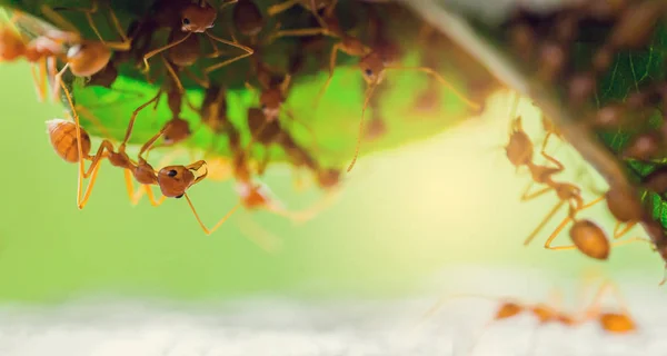 Macro shot de fourmi rouge dans la nature avec mise au point sélective . — Photo