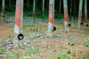 kauçuk ağaç ve kase veya pot plantasyon lateks ile dolu
