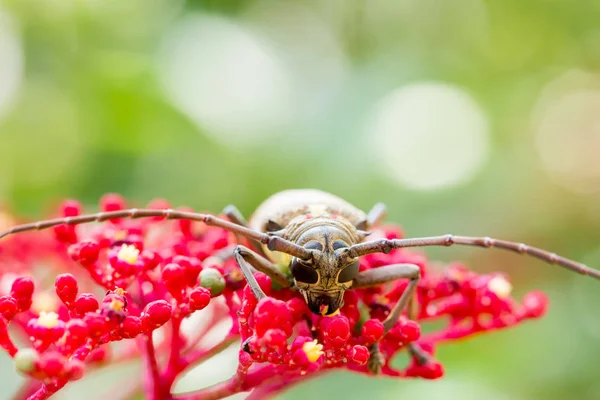 异国情调的美丽长角甲虫帕洛维德在利娅吉尼恩斯 — 图库照片