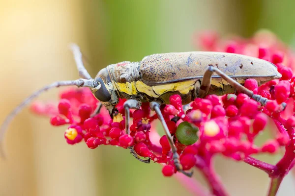 Az egzotikus gyönyörű Longhorn Beetle Palo Verde a Leea Guinea — Stock Fotó
