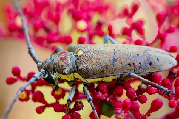 Az egzotikus gyönyörű Longhorn Beetle Palo Verde a Leea Guinea — Stock Fotó