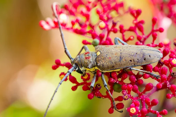El exótico y hermoso escarabajo Longhorn Palo Verde en Leea guineens — Foto de Stock