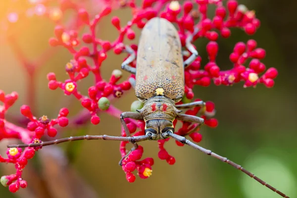 Az egzotikus gyönyörű Longhorn Beetle Palo Verde a Leea Guinea — Stock Fotó