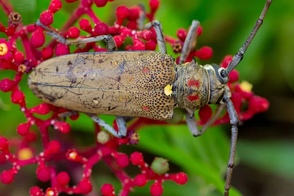 Den exotiska vackra Longhorn Beetle Palo Verde på Leea guineens — Stockfoto