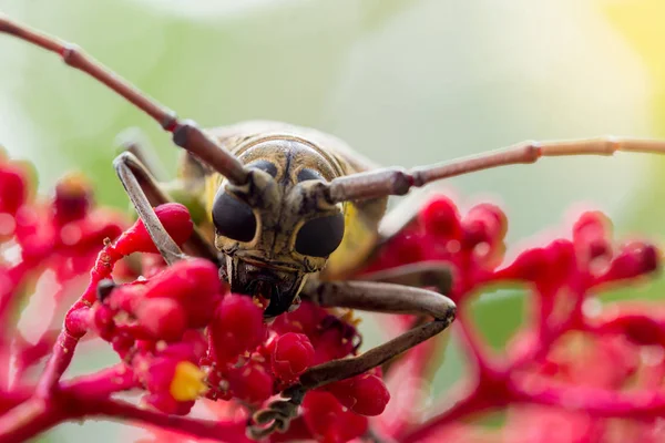 Az egzotikus gyönyörű Longhorn Beetle Palo Verde a Leea Guinea — Stock Fotó