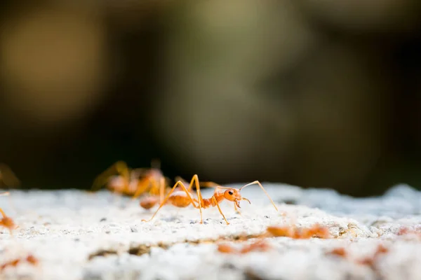 Macro tiro de hormiga roja en la naturaleza con enfoque selectivo . — Foto de Stock
