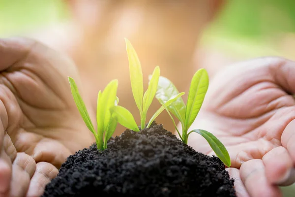 seedling in hands with blurry face man, growth concept