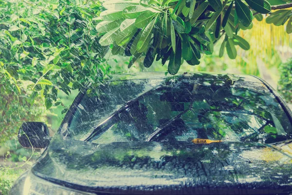 Czarny samochód pod drzewem z deszczem kropla wody. — Zdjęcie stockowe