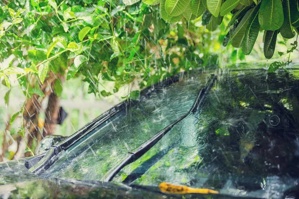 black car under the tree with rain drop water.