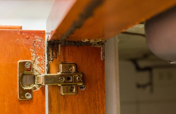 Los rastros de termitas comen madera, viga de madera de la puerta dañada por término — Foto de Stock