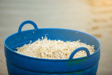 Fasulye filizi yapma işlemi. Plastik kaplarda filizler. Ratchaburi, Tayland nehirde fasulye filizi temizleme.