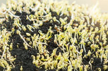 Fasulye filizi yapma işlemi. Metal kaplarda filizlenir. Ratchaburi, Tayland'da fasulye filizi.