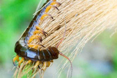 Kırkayaklar kuru yapraklarda uyumak için tırmanırlar..