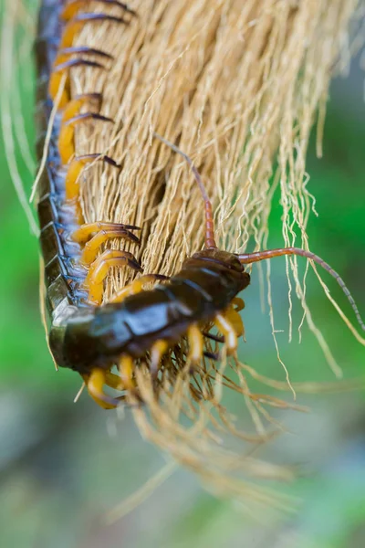 Centipedes climb to sleep on dry leaves. — Stock Photo, Image